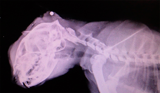 Фото: vk.com/club40530389